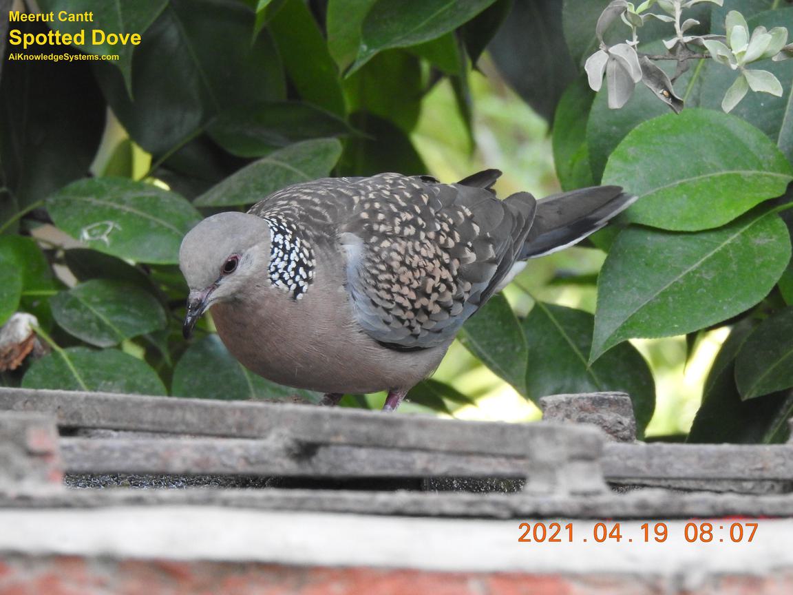 Dove Spotted (147) Coming Soon